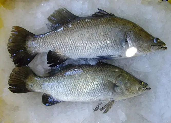 Đặc Điểm Sinh Học Của Cá Chẽm