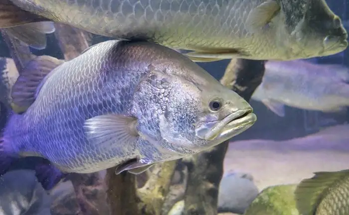 Tập Tính Của Cá Chẽm