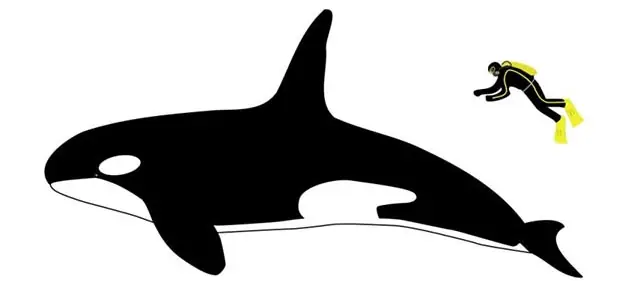 Đặc Điểm Của Cá Voi Sát Thủ Đặc Điểm Của Cá Voi Sát Thủ