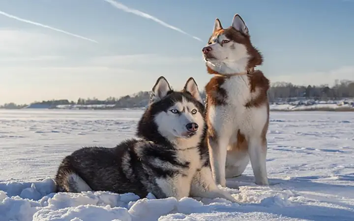 Đặc Điểm Ngoại Hình Husky Đặc Điểm Ngoại Hình Husky