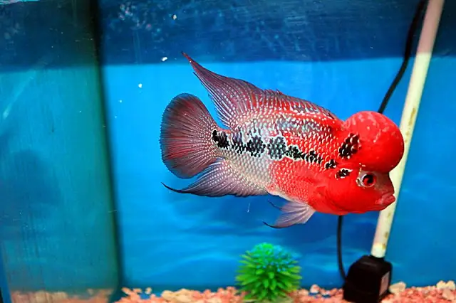 Giai Đoạn Thiếu Niên Giai Đoạn Thiếu Niên