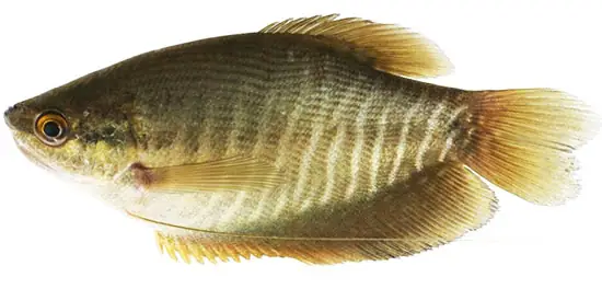 Đặc Điểm Sinh Học