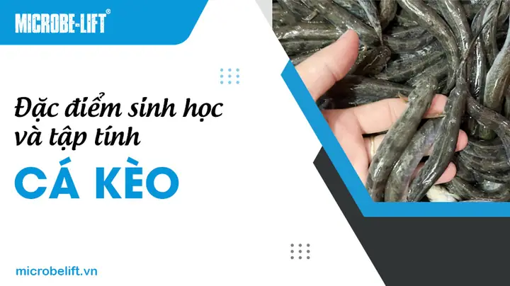 Đặc Điểm Sinh Học Và Tập Tính Của Cá Kèo
