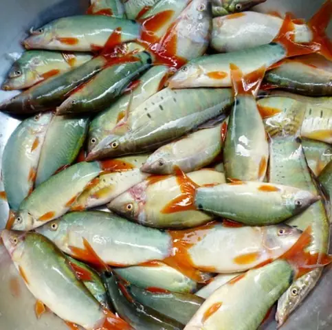 Điều Thú Vị Về “đặc Sản” Cá Heo Nước Ngọt