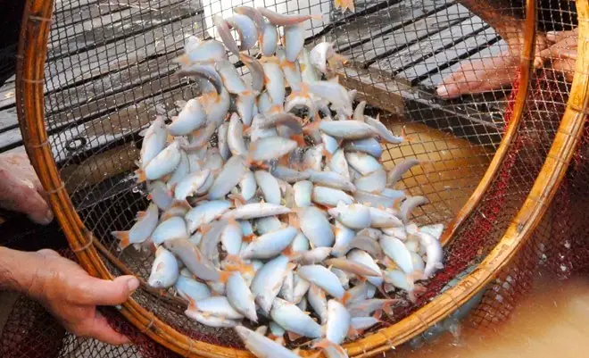 Điều Thú Vị Về “đặc Sản” Cá Heo Nước Ngọt