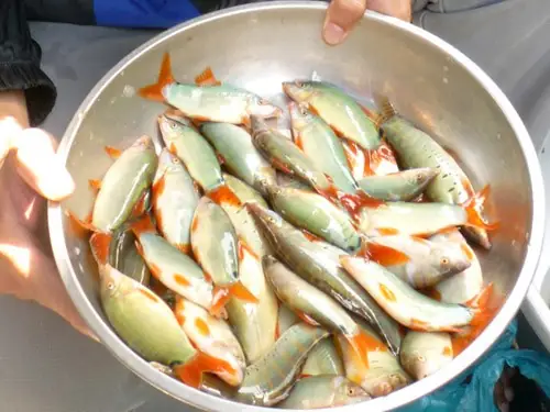 Điều Thú Vị Về “đặc Sản” Cá Heo Nước Ngọt