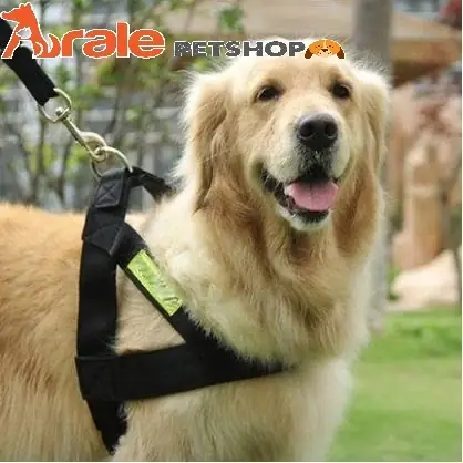 Đai Đeo Cổ Cho Chó Có Thực Sự Cần Thiết Và An Toàn Cho Thú Cưng?