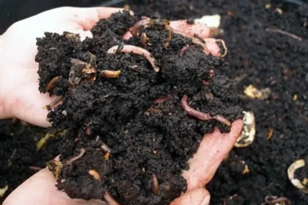 E. Phân Đạm Cá Giúp Cải Thiện Cấu Trúc Đất