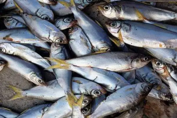 Thành Phần Dinh Dưỡng Của Đạm Cá