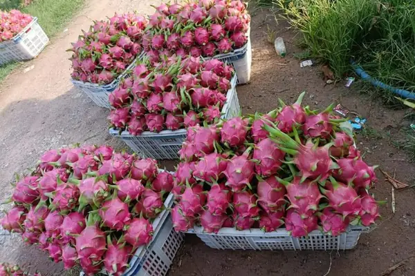 Tác Dụng Của Đạm Cá Cho Sầu Riêng, Cây Ăn Trái