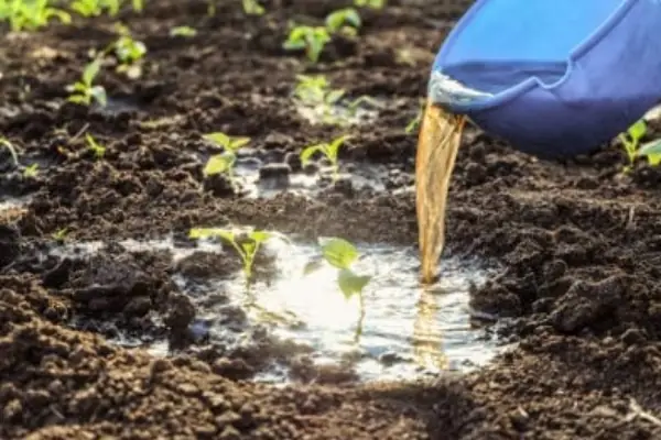 Cách Bón Đạm Cá Cho Sầu Riêng, Xoài, Cam, Quýt,…