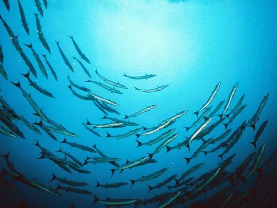 Đàn Cá Tiếng Anh Là Gì Đàn Cá Tiếng Anh Là Gì