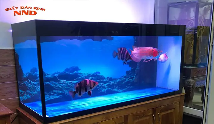 Hướng Dẫn Chi Tiết Cách Dán Decal Hồ Cá Rồng Đẹp Và Bền