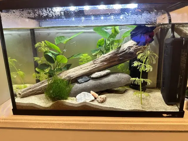 Hướng Dẫn Chi Tiết Cách Dán Nền Đen Cho Bể Cá: Bí Quyết Tạo Nên Không Gian Thủy Sinh Huyền Bí Và Sang Trọng