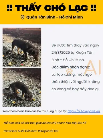 Bí Quyết Vàng: Đăng Tin Tìm Chó Mèo Lạc Trên Mạng Hiệu Quả Nhất 2025