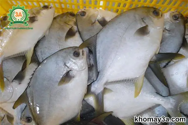 Các Loại Cá Nước Ngọt Ở Việt Nam