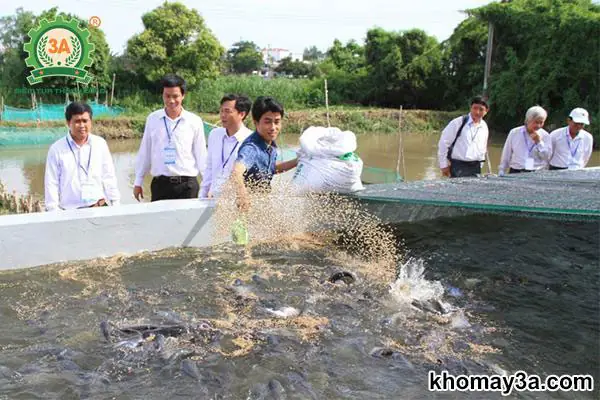 Các Loại Cá Nước Ngọt Dễ Nuôi
