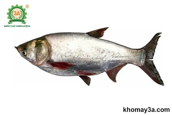 Các Loại Cá Nước Ngọt