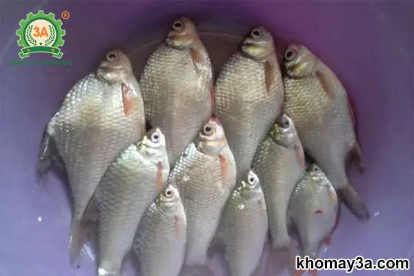 Cá Nước Ngọt Dễ Nuôi