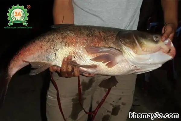 Danh Sách Các Loài Cá Nước Ngọt Việt Nam