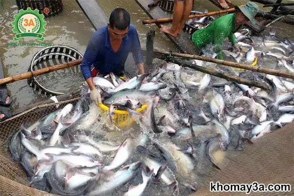 Nuôi Cá Gì Hiệu Quả Nhất