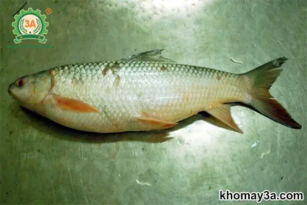 Các Loại Cá Nước Ngọt Ở Việt Nam