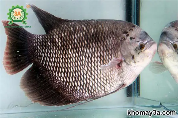 Kỹ Thuật Nuôi Cá Nước Ngọt