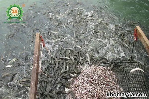 Các Loại Cá Nước Ngọt Dễ Nuôi