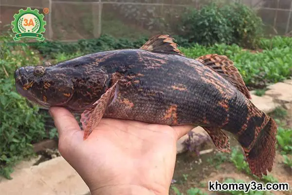 Các Loại Cá Sống Ở Nước Ngọt