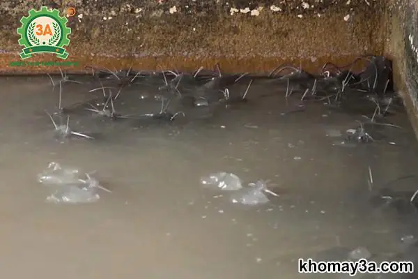 Các Loài Cá Nước Ngọt Việt Nam