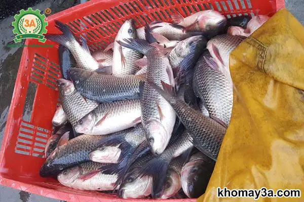 Nuôi Cá Nào Kinh Tế Nhất