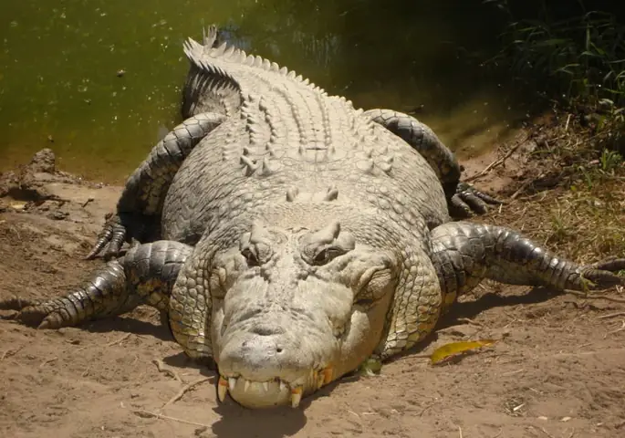 Hãi Hùng “đảo Cá Sấu” Nơi Không Ai Dám Đặt Chân Tới | Báo Tri Thức ...