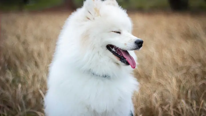 Đặt Tên Cho Chó Màu Trắng Theo Các Nhân Vật Nổi Tiếng