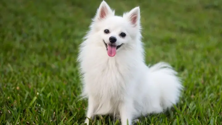 Đặt Tên Cho Chó Màu Trắng Bằng Tiếng Việt