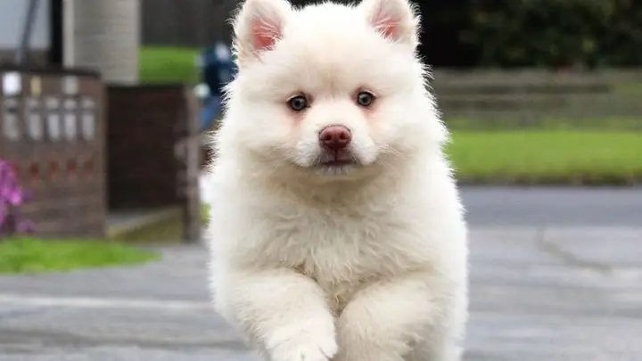 Đặt Tên Cho Chó Màu Trắng Theo Ý Tưởng Độc Đáo, Liên Tưởng Màu Trắng