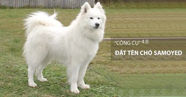 Đặt Tên Cho Mèo: Hay, Ý Nghĩa ❤️ Dễ Thương, Hài Hước 2025