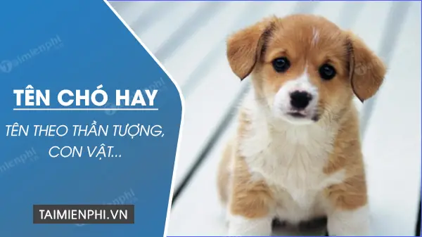 Gợi Ý Đặt Tên Chó Dễ Thương: Hướng Dẫn Chọn Tên Hoàn Hảo Cho Bé Cún Cưng
