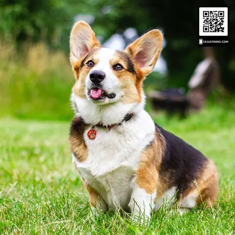 Đặt Tên Cho Chó Dựa Vào Ngoại Hình