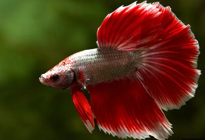 Dấu Hiệu Cá Betta Sắp Đẻ