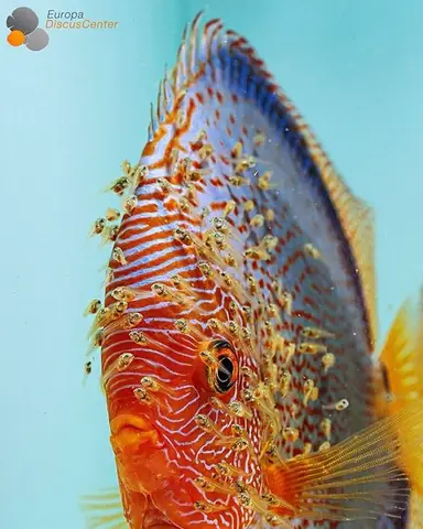 Dấu Hiệu Cá Dĩa Bắt Cặp Dễ Nhận Thấy Dấu Hiệu Cá Dĩa Bắt Cặp Dễ Nhận Thấy