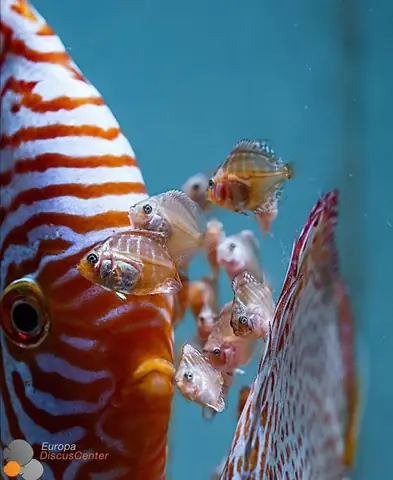 Dấu Hiệu Cá Dĩa Bắt Cặp: Cách Nhận Biết, Chăm Sóc Và Nhân Giống Hiệu Quả Dấu Hiệu Cá Dĩa Bắt Cặp: Cách Nhận Biết, Chăm Sóc Và Nhân Giống Hiệu Quả