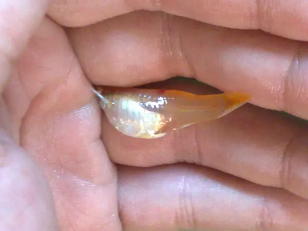 Tại Sao Cá Bảy Màu Chết & Dấu Hiệu Cá Bảy Màu Sắp Chết