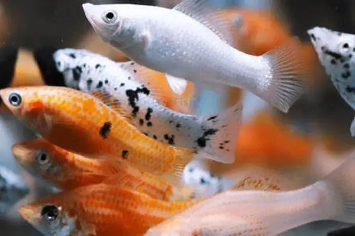 Các Dấu Hiệu Nhận Biết Cá Cảnh Sắp Đẻ