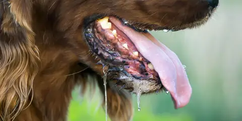 Dấu Hiệu Chó Bị Dại Dấu Hiệu Chó Bị Dại