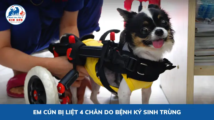 Hậu Quả Của Bệnh Ký Sinh Trình Máu