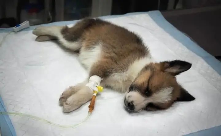 Dạng Đường Ruột