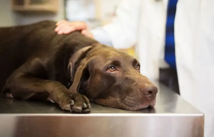 Bệnh Parvo Ở Chó Là Bệnh Gì?