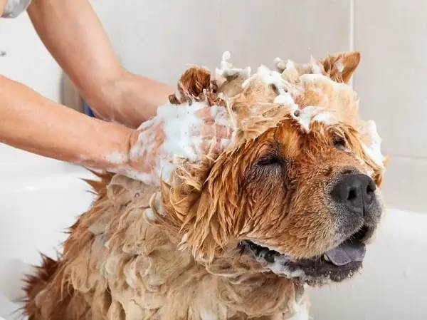 Chó Mang Thai Có Nên Tắm Không?