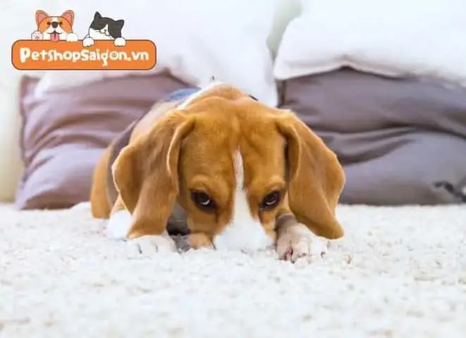 Đừng Chờ Dấu Hiệu Chó Muốn Đi Vệ Sinh