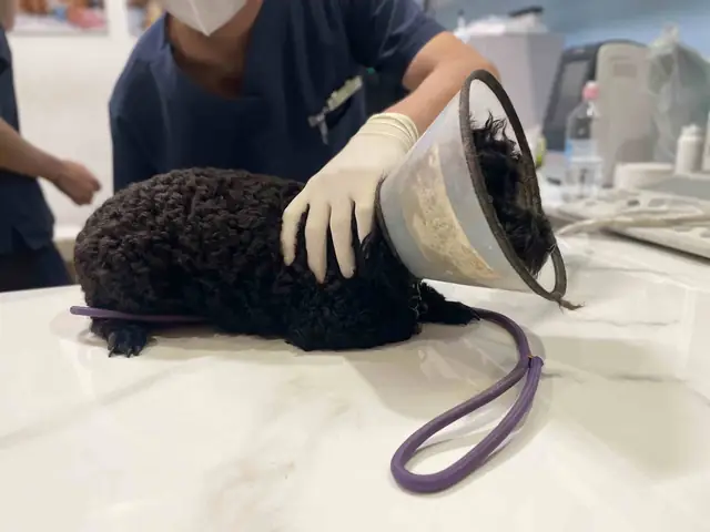 Kịp Thời Đem Đi Cứu Chữa Kịp Thời Đem Đi Cứu Chữa